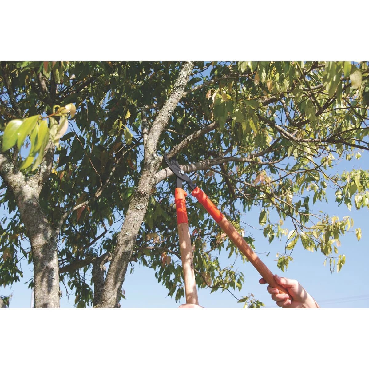 Tijera De Podar Tramontina De Acero Con Mango Madera 60 Cm — miniatura 6