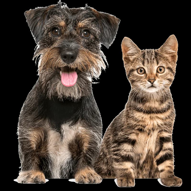 Dispensador Alimento Mascotas Smart — miniatura 3