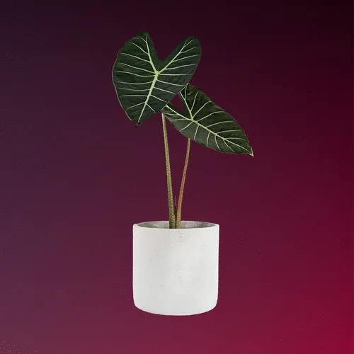 cd2e30c20d5e76d858824f9f33b586dc